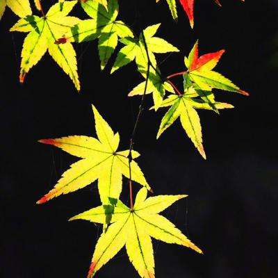 龙神沙巴克手游正版(暂未上线)v1.1.1 安卓版